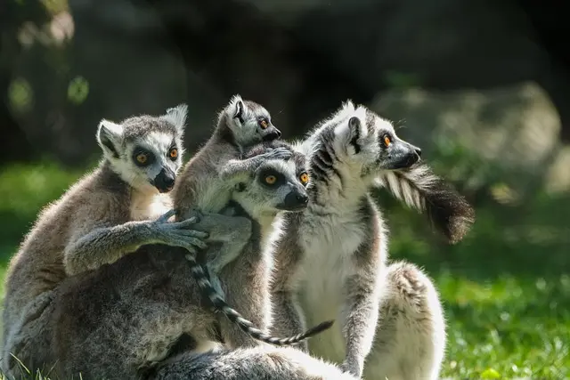 Comment Créer un Contenu Viral dans un Monde Numérique en Évolution